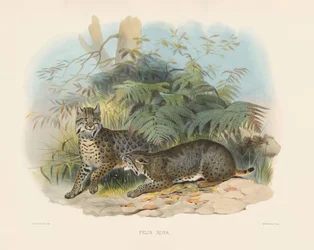 Bobcat
