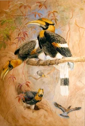 Concave-casqued Hornbill