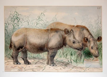 Hairy Eared Rhinoceros