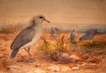 Kagu (Rhinochetus jubatus), c.1851-76