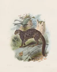 Marbled Cat