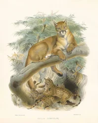 Mountain Lion or Cougar