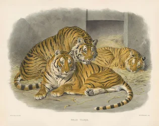 Royal Bengal Tiger