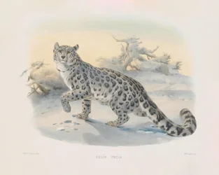 Snow Leopard (Felis uncia)