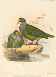 Two Birds