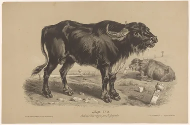 Buffalo (Animal Studies in Two Types of Chalk)