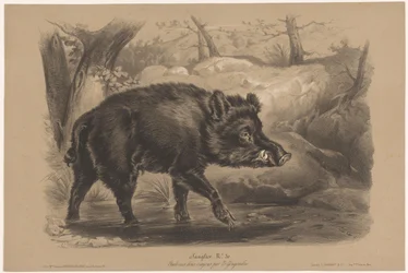 Wild Boar