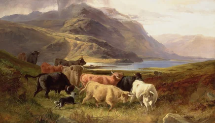 Highland Cattle with a Collie