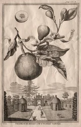 Nuremberg Hesperides: Bergamot Lemon, 1714