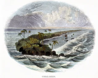 Coral-Reefs, from Phenomena of Nature