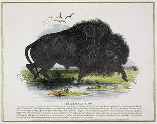 The American Bison, educational illustration pub. by the Society for Promoting Christian Knowledge