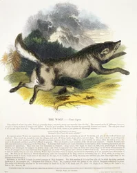 The Wolf (Canis lupus) educational illustration pub. by the Society for Promoting Christian Knowledge, 1843