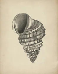 Detailed Spiral Shell