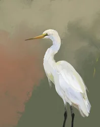 Elegant Egret Portrait
