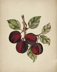 Ripe Plum Branch