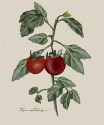 Ripe Tomatoes On Vine
