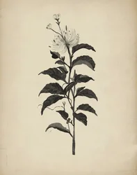 Vintage Botanical Illustration