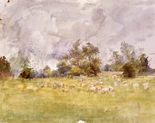 Animals in the Wild