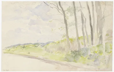 Group of Trees by a Road