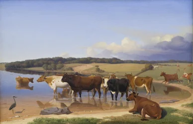 A Flock of Cattle Seeking Coolness in a Lake on a Hot Summer Day