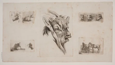 Horses, Cows, Cats, and a Goat