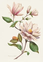 Blushing Magnolia Blooms