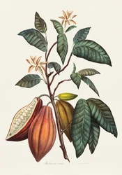 Botanical Cacao Plant