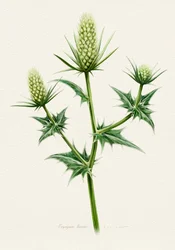 Botanical Sea Holly