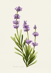 Elegant Lavender Botanical