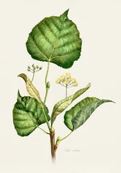 Flowering Linden Branch