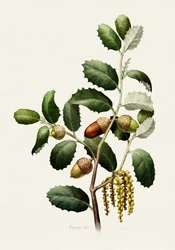 Oak Acorns Botanical