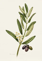 Olive Branch With Fruit