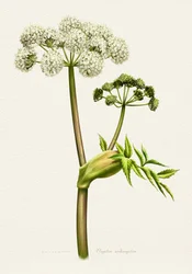 White Angelica Botanical Illustration