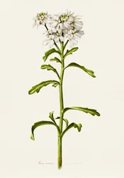 White Candytuft Botanical