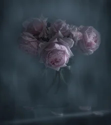 Moody Pink Roses