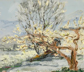 Blossoming Spring Trees