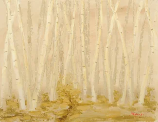 Misty Birch Forest