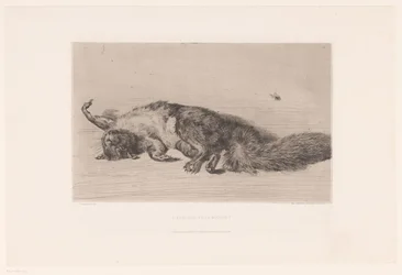 Dead Squirrel and Fly