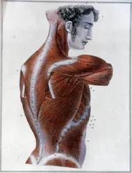 Back Muscles