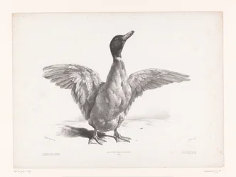 Study of a Duck with Spread Wings