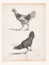 Study of Two Chickens