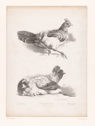 Study of Two Lying Chickens (Animal Studies) (Petites études d