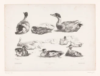 Studies of Groups of Lying Ducks
