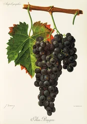 Ain Beugra grape