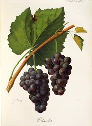 Catawba grape