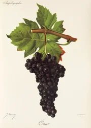 Cesar Grape