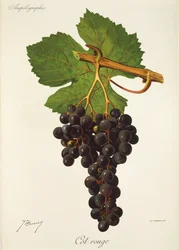 Cot Rouge grape