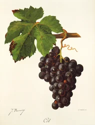 Cot grape