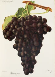 Danugue Grape
