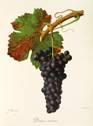 Douce Noire Grape